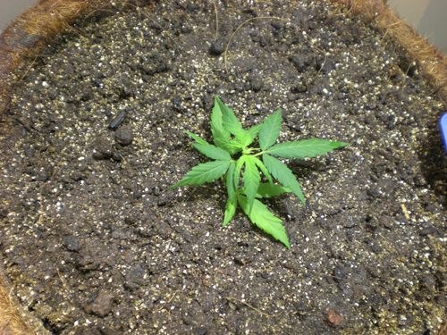 Grow 08/09