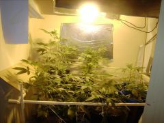 grow 250w a_800x600.JPG