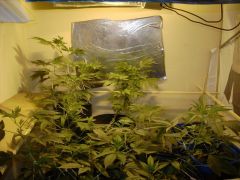 grow 250w d_800x600.JPG