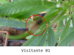 visitante - mosca.JPG