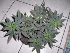 Moby sativa =)2_800x600.JPG