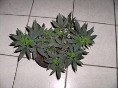 Moby sativa =)1_800x600.JPG