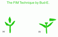 FIM20Diagram.gif