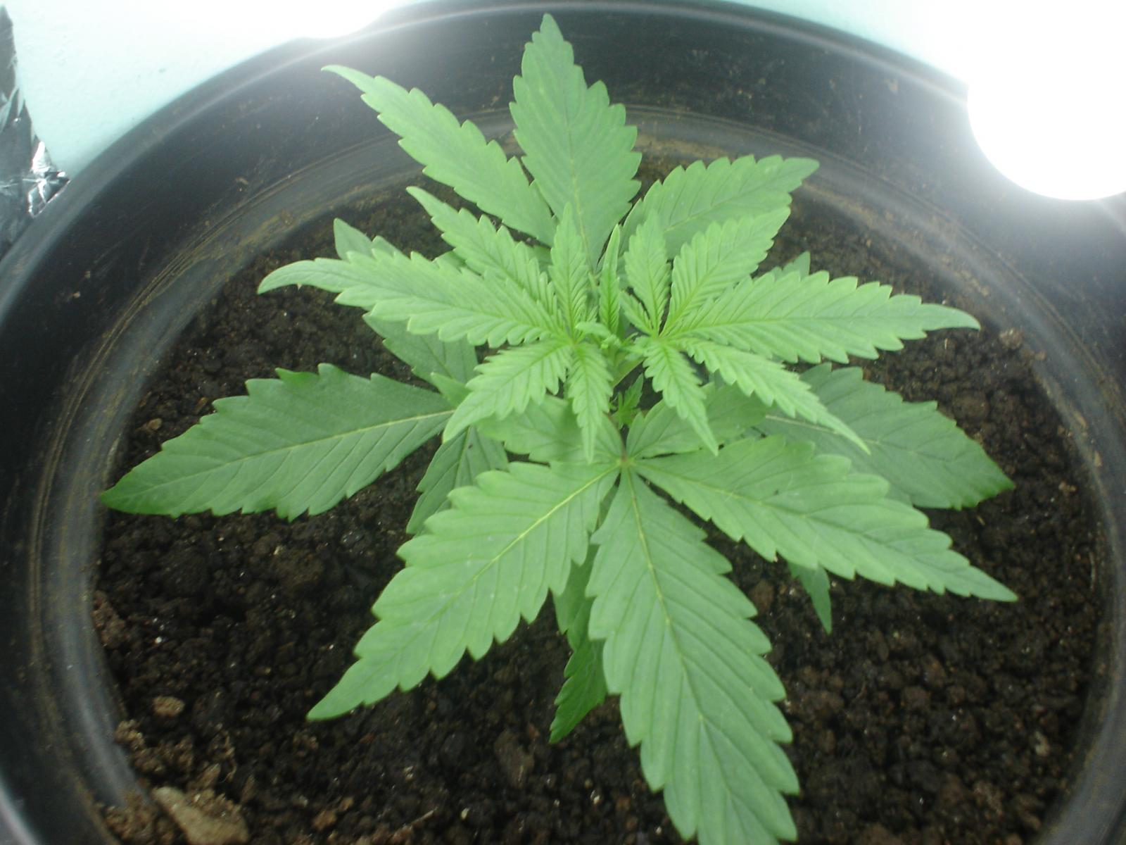 1º Cultivo