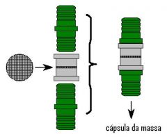 cápsula da massa