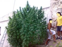 white widow ao sol