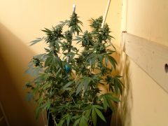 sativa a 12 dias da faca_1600x1200.JPG