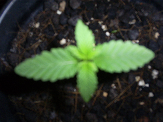 1º cultivo da cassy