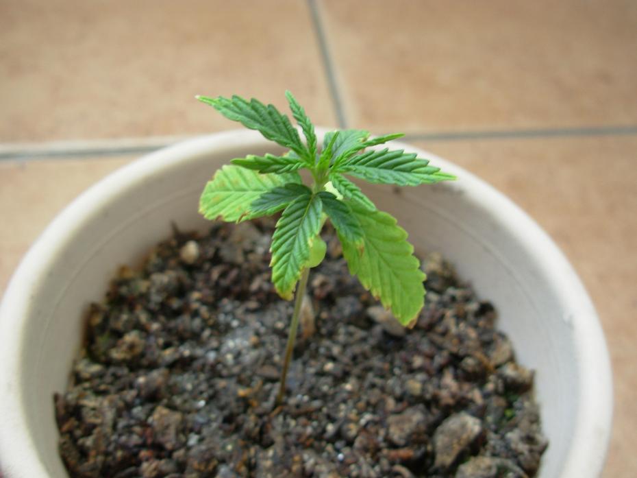 1º cultivo