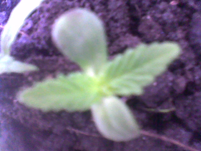 Cultivo LittleGreenFinger