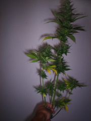 hemp-003.jpg