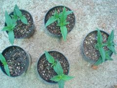 2ª tentativa, plantas germiandas