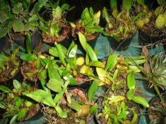 orquideas