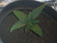 Cannabis 3semanas 020.jpg