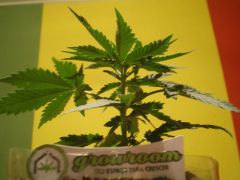 Cannabis 02.setembro.2009 growroom 008.jpg