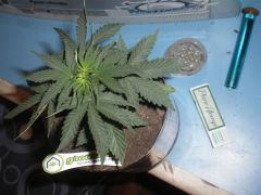 Cannabis 02.setembro.2009 growroom 002.jpg