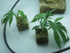 growsept 011.jpg