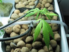 growsept 005.jpg