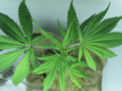 growsept 009.jpg