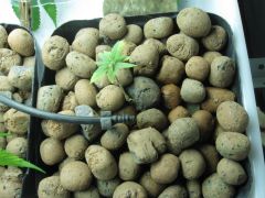 growsept 006.jpg