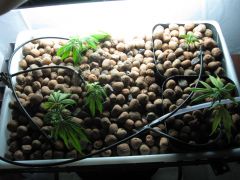 growsept 040.jpg