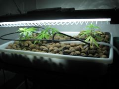 growsept_2 022.jpg