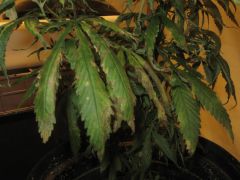 growsept_3 013.jpg