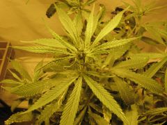 growsept_3 008.jpg