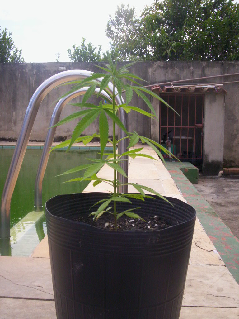 1º Grow Prensadao 