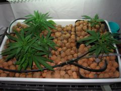 growsept_4 009.jpg