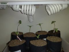 configuração grow indoor 2