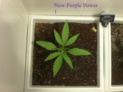 New Purple Power 1