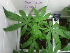 New Purple Power 1