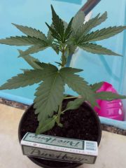 GROWZONE - brinde do hiper!