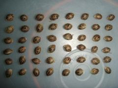 Seeds