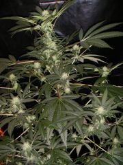 Grapefruit Haze - 20 Dias Flower