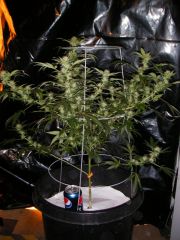 Hogsbreath X OG Kush 20 Dias Flow