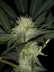 Grapefruit Haze - 20 Dias Flower