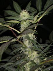 Grapefruit Haze - 20 Dias Flower