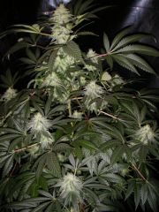 Grapefruit Haze - 30 Dias Flower