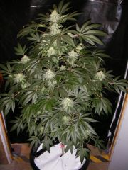 Grapefruit Haze - 30 Dias Flower