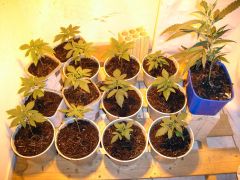 4º Cultivo