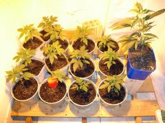 4º Cultivo