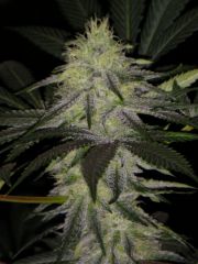 Grapefruit Haze - 30 Dias Flower