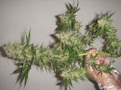 Super Skunk04