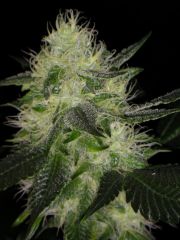 Banana Og 30D 4.JPG