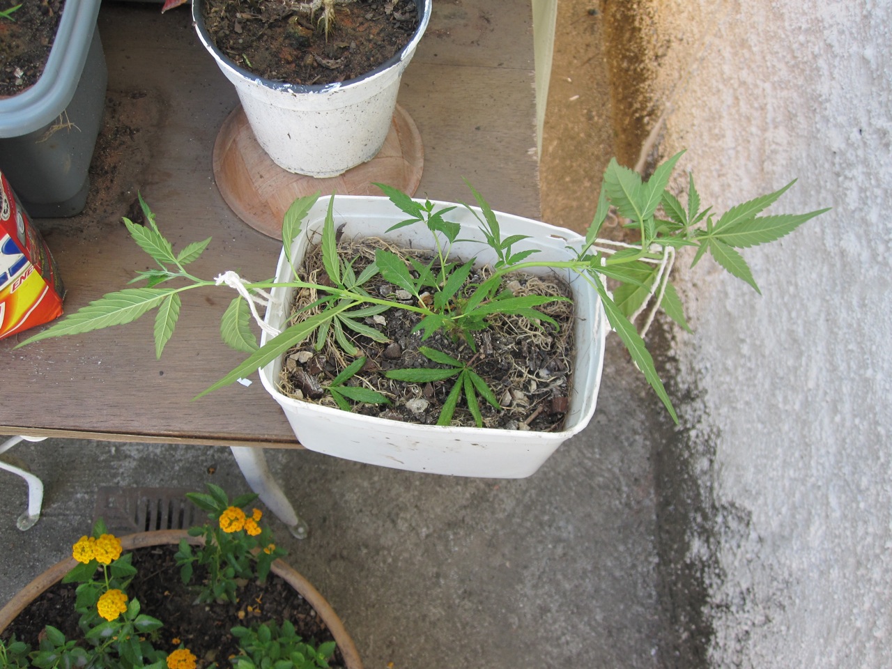 2 Cultivo