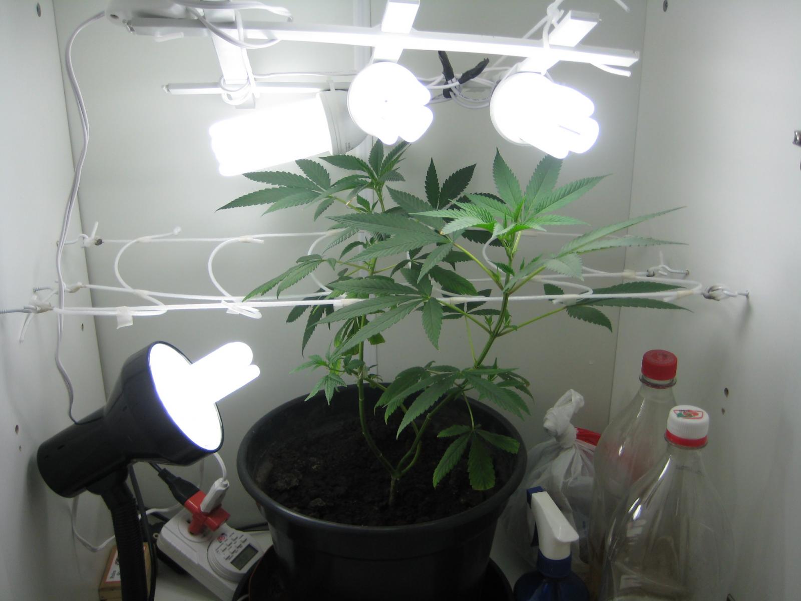 Growbox - 03/02/2009