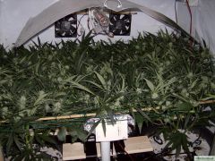 scrog2.jpg