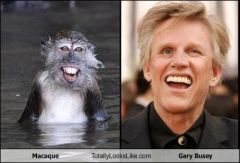 macaque-totally-looks-like-gary-busey.jpg